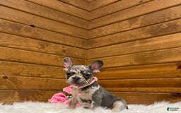 French Bulldog dogs for sale: Olive - Image 10