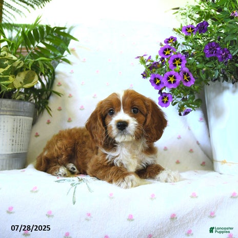 Cavapoo dogs for sale - Ad 5