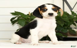 Beagle dogs for sale: Parker - Image 5