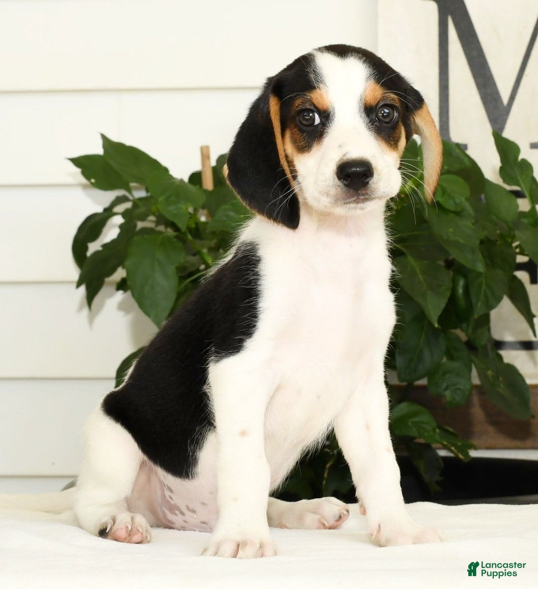 Beagle dogs for sale: Parker - Image 5