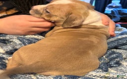 American Bully dogs for sale: Blossom - Image 7
