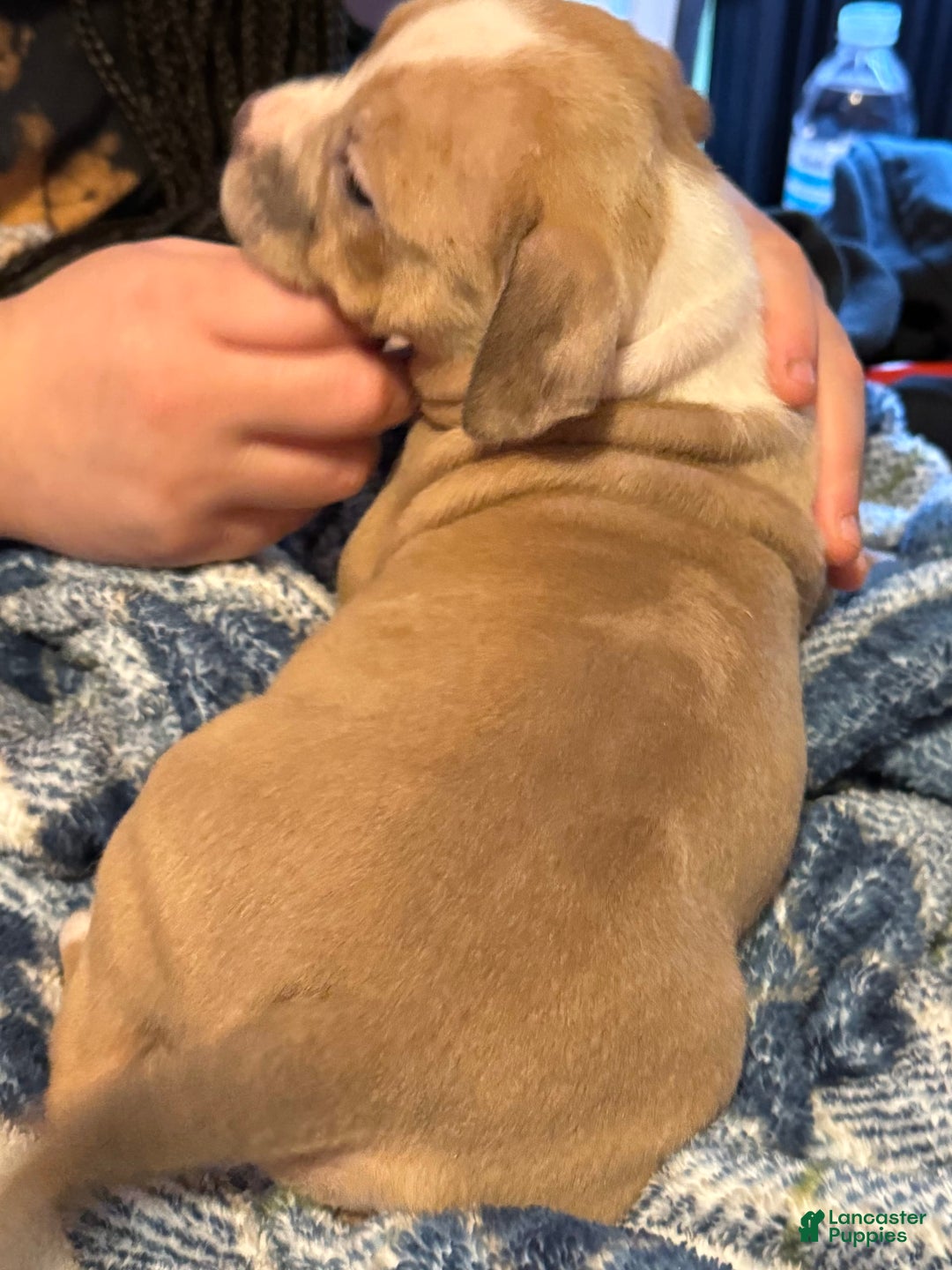 American Bully dogs for sale: Blossom - Image 7