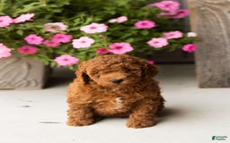 dogs for sale: Mini Goldendoodle 2 puppies - Image 6