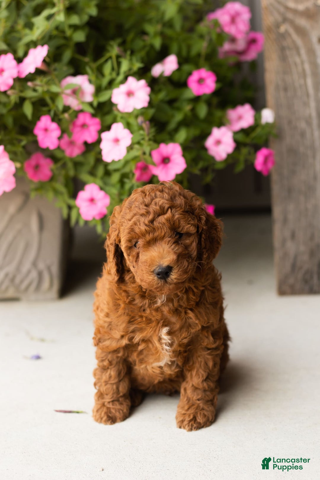  dogs for sale: Mini Goldendoodle 2 puppies - Image 6