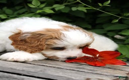 Cavapoo dogs for sale: Lenny - Image 4