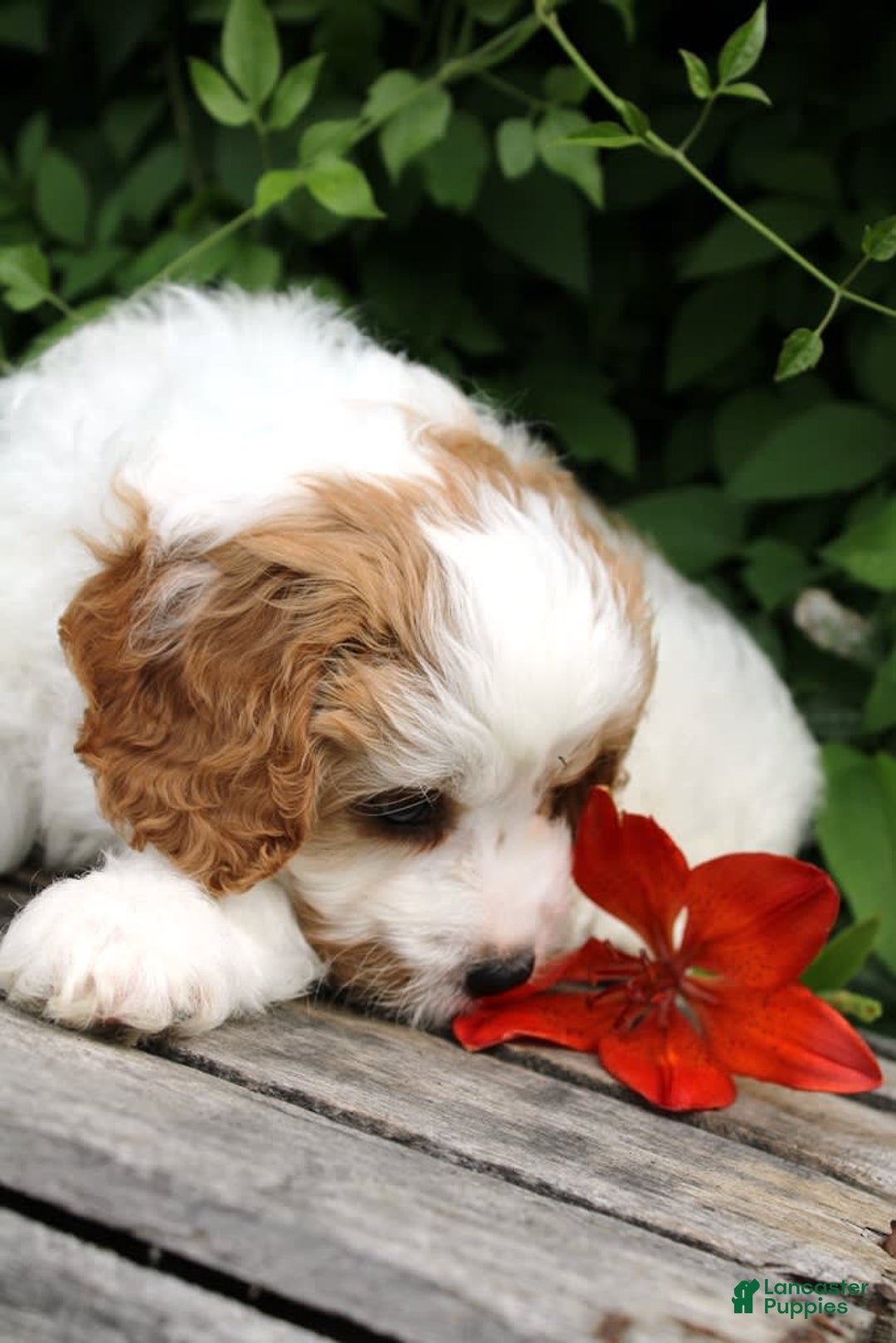 Cavapoo dogs for sale: Lenny - Image 4