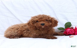 Cavapoo dogs for sale: Griffin - Image 4