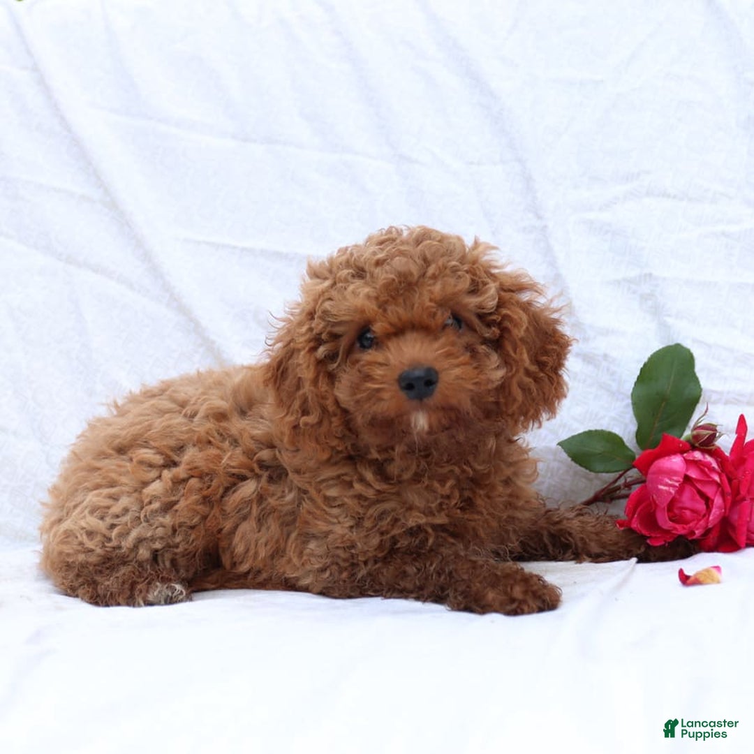 Cavapoo dogs for sale: Griffin - Image 4