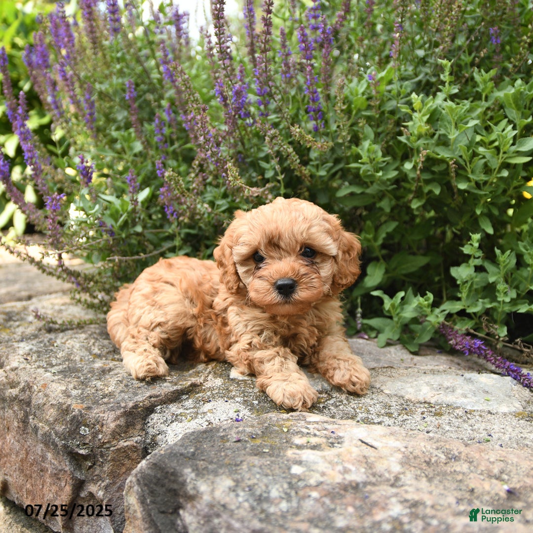 Cavapoo dogs for sale: Riley - Image 3