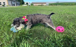 Miniature Schnauzer dogs for sale: Tillie - Image 17