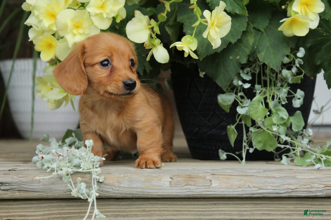 Miniature Dachshund dogs for sale: Miniature Dachshund 4 puppies - Image 13