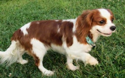 Cavalier King Charles Spaniel dogs for sale: Harlen - Image 15