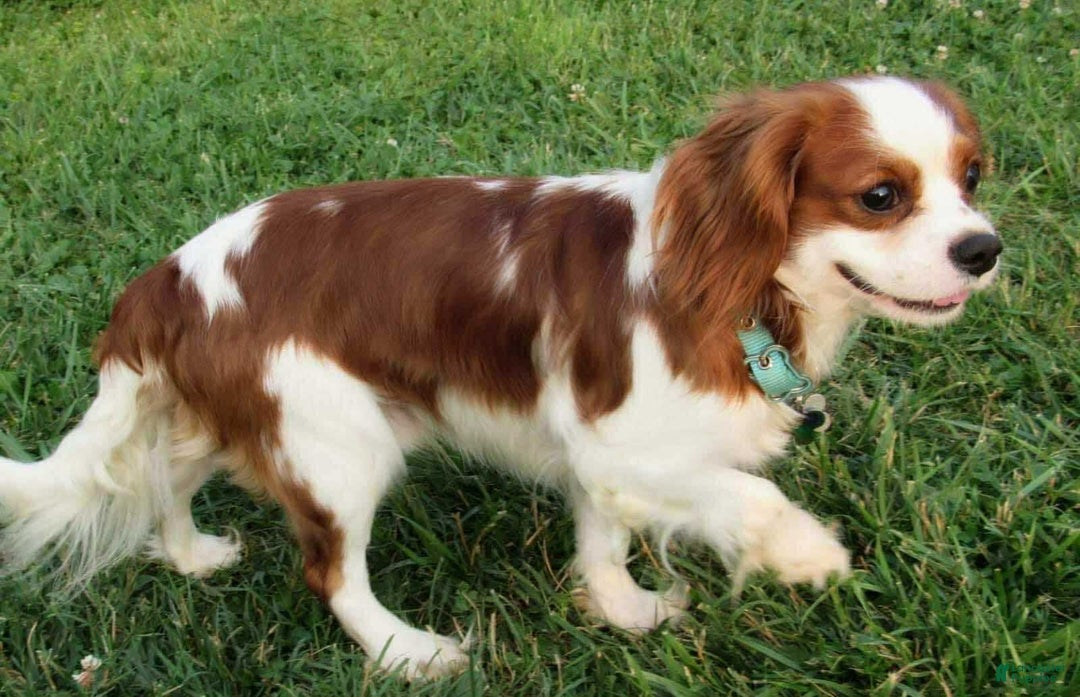 Cavalier King Charles Spaniel dogs for sale: Harlen - Image 15
