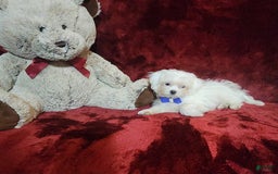 Malshi dogs for sale: Kona - Image 10
