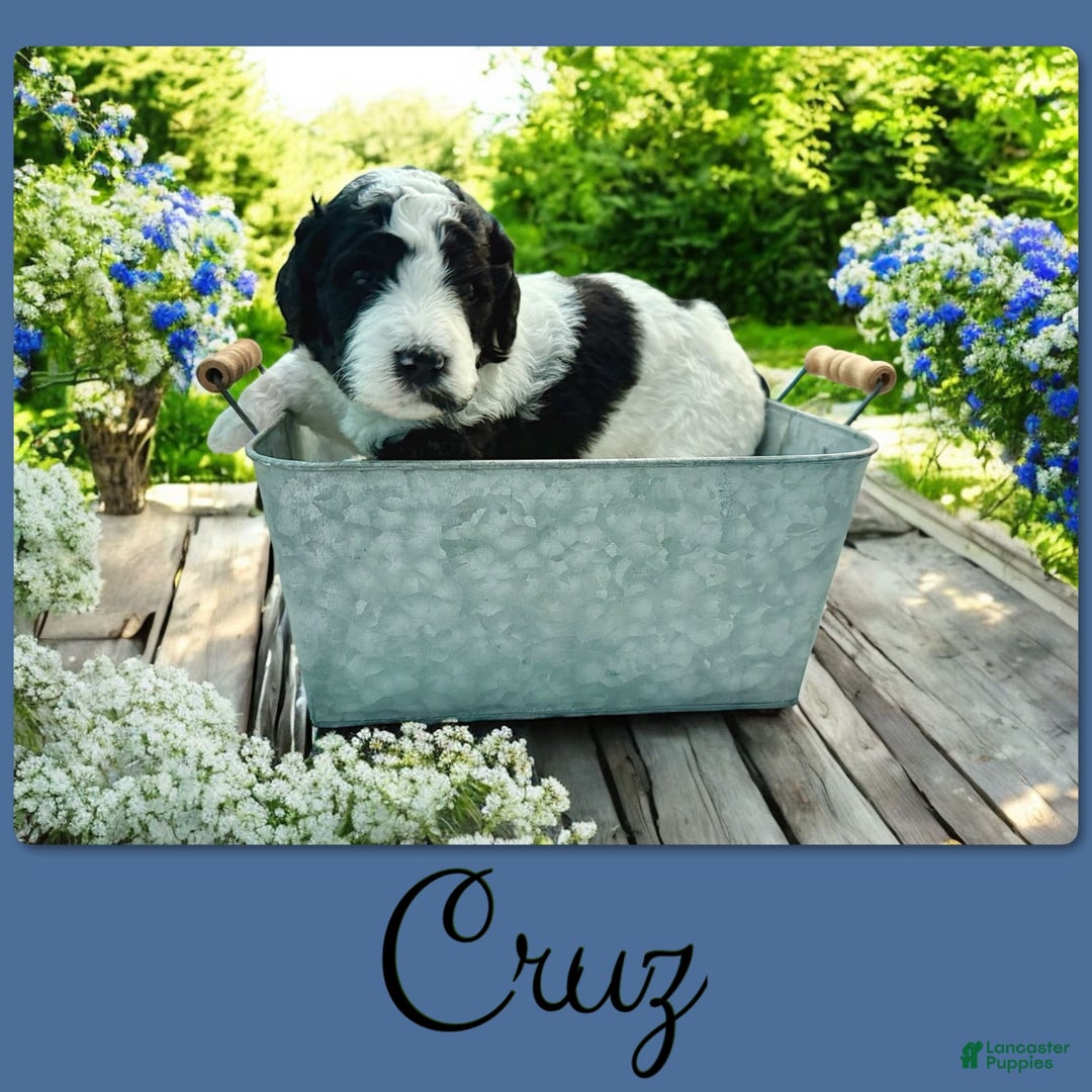 Bernedoodle dogs for sale: Cruz - Image 2