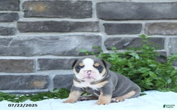 Olde English Bulldogge dogs for sale: Callie - Image 1