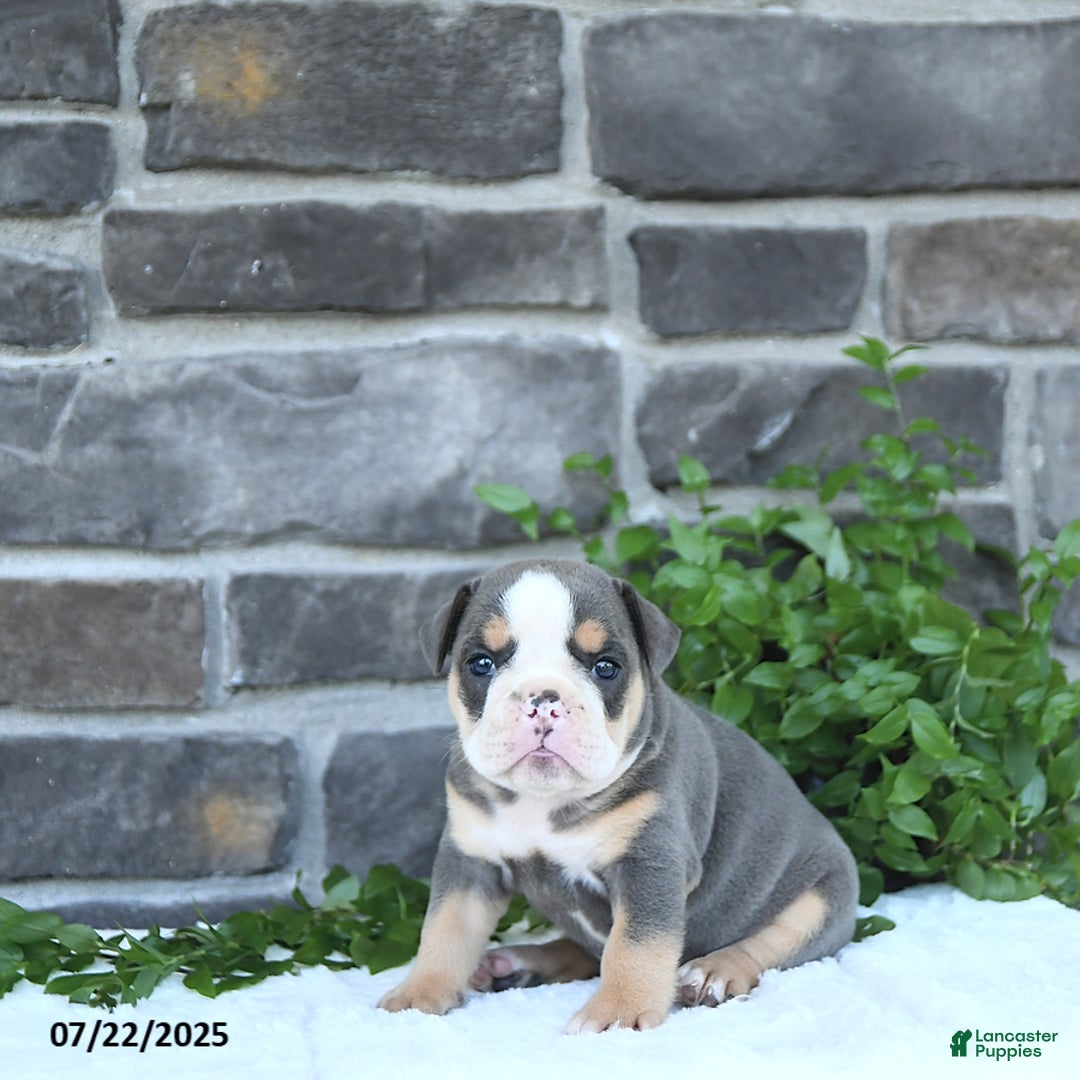 Olde English Bulldogge dogs for sale: Callie - Image 1