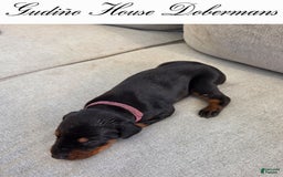 Doberman Pinscher dogs for sale: Pink Collar Female - Image 12