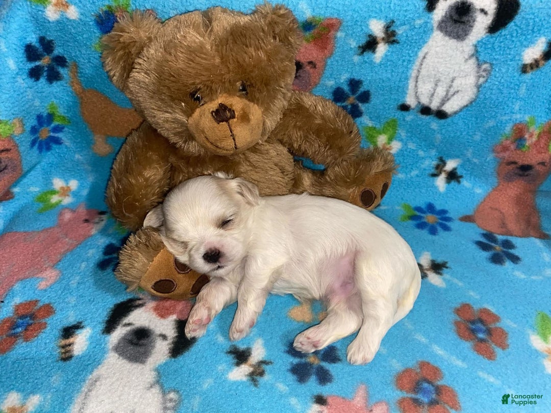 Cavapoo dogs for sale: Male 4 White With Tan - Image 2