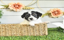 Papillon dogs for sale: Lilah - Image 1