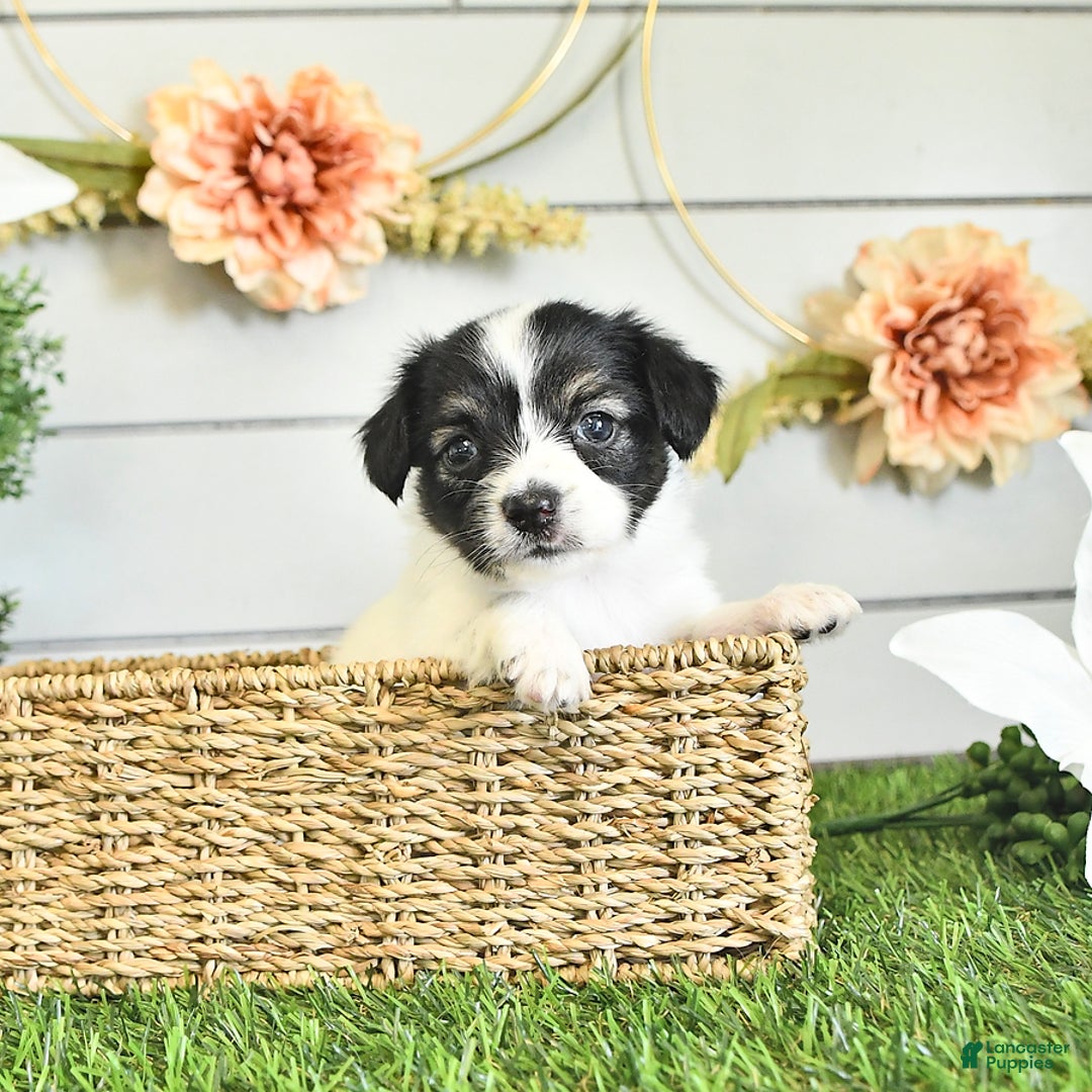 Papillon dogs for sale: Lilah - Image 1