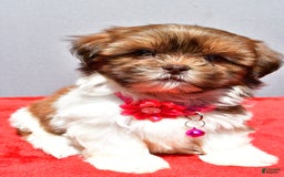 Shih Tzu dogs for sale: Jill - Image 5