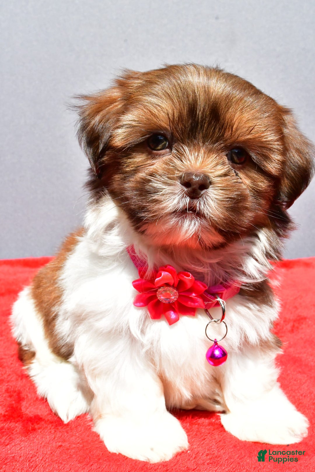 Shih Tzu dogs for sale: Jill - Image 5