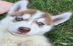 Siberian Husky dogs for sale: Arrow - Image 2