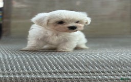 Maltese dogs for sale: Maltese 2 puppies - Image 3