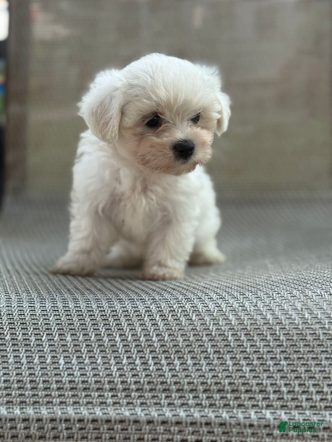 Maltese dogs for sale: Maltese 2 puppies - Image 3