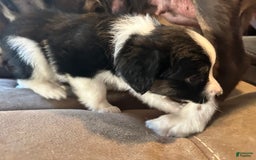 Miniature Australian Shepherd dogs for sale: Black Tri Small Female - Image 2