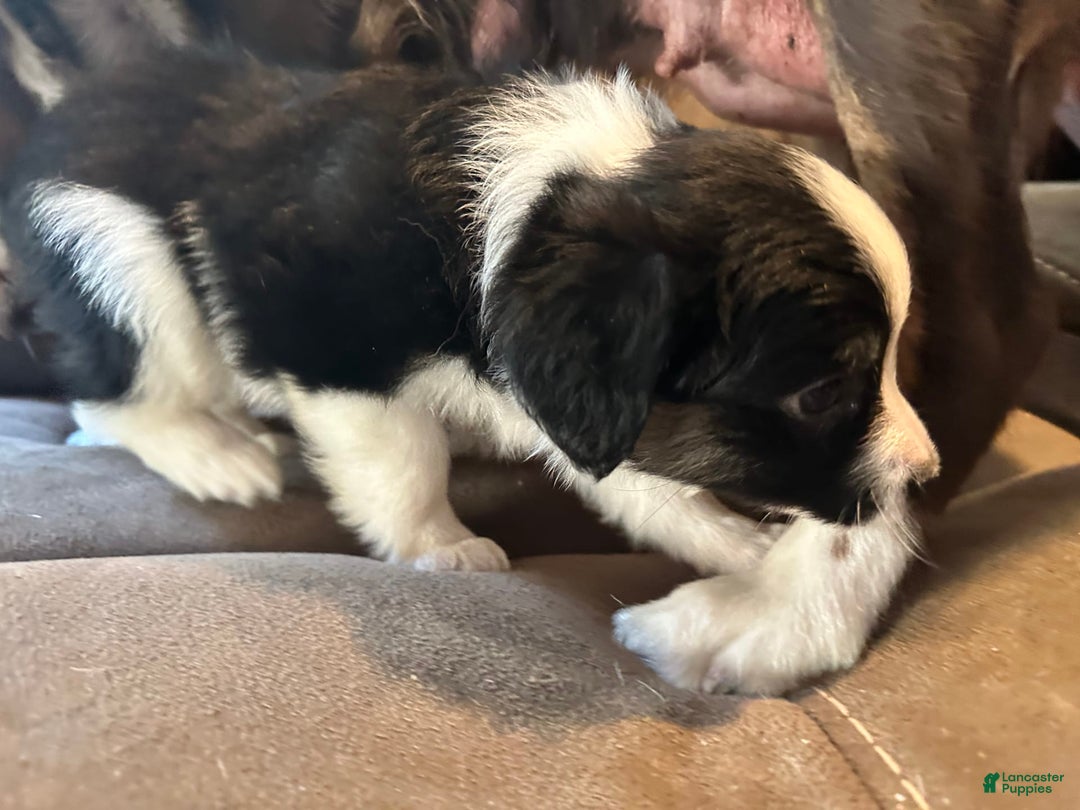 Miniature Australian Shepherd dogs for sale: Black Tri Small Female - Image 2