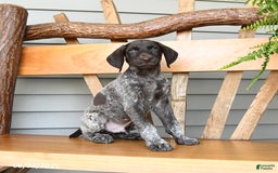 German Shorthaired Pointer dogs for sale: Blaze - Image 3