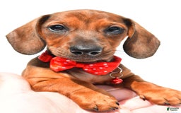 Miniature Dachshund dogs for sale: Issac - Image 7