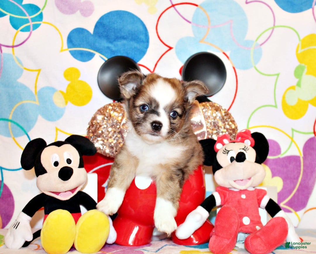 Chihuahua dogs for sale: Creed - Image 3