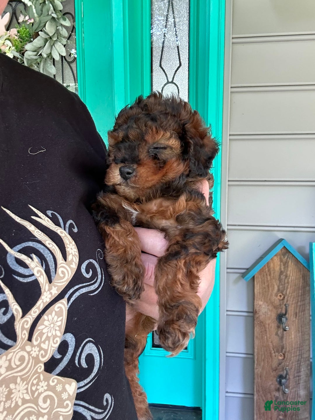 Cavapoo dogs for sale: Bailey - Image 10