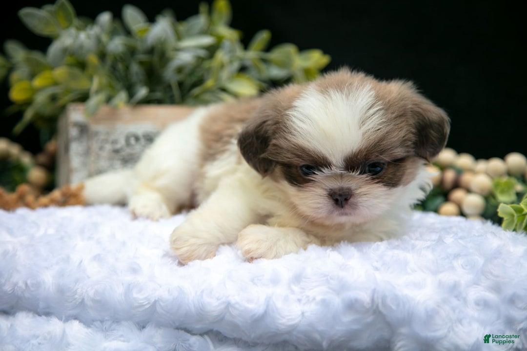 Shih Tzu dogs for sale: Heather - Image 4