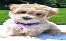 Maltipoo dogs for sale: Kori - Image 4