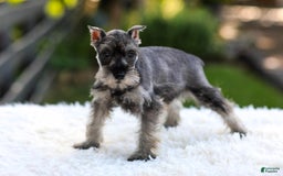 Miniature Schnauzer dogs for sale: Amber - Image 6