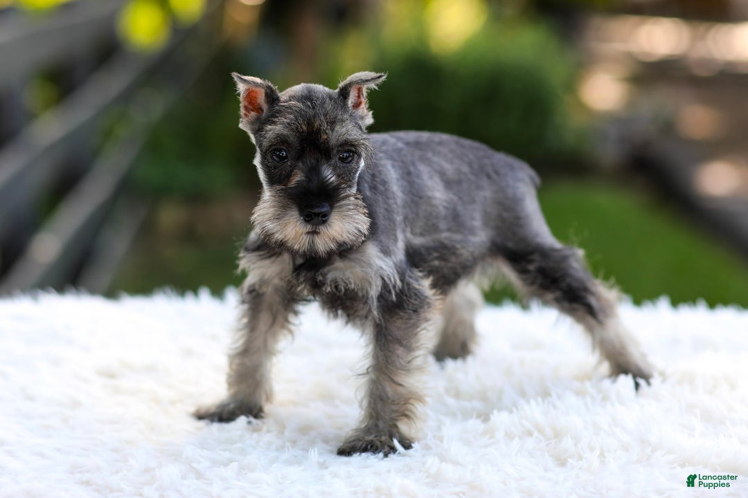 Miniature Schnauzer dogs for sale: Amber - Image 6