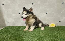 Siberian Husky dogs for sale: Babe - Image 8