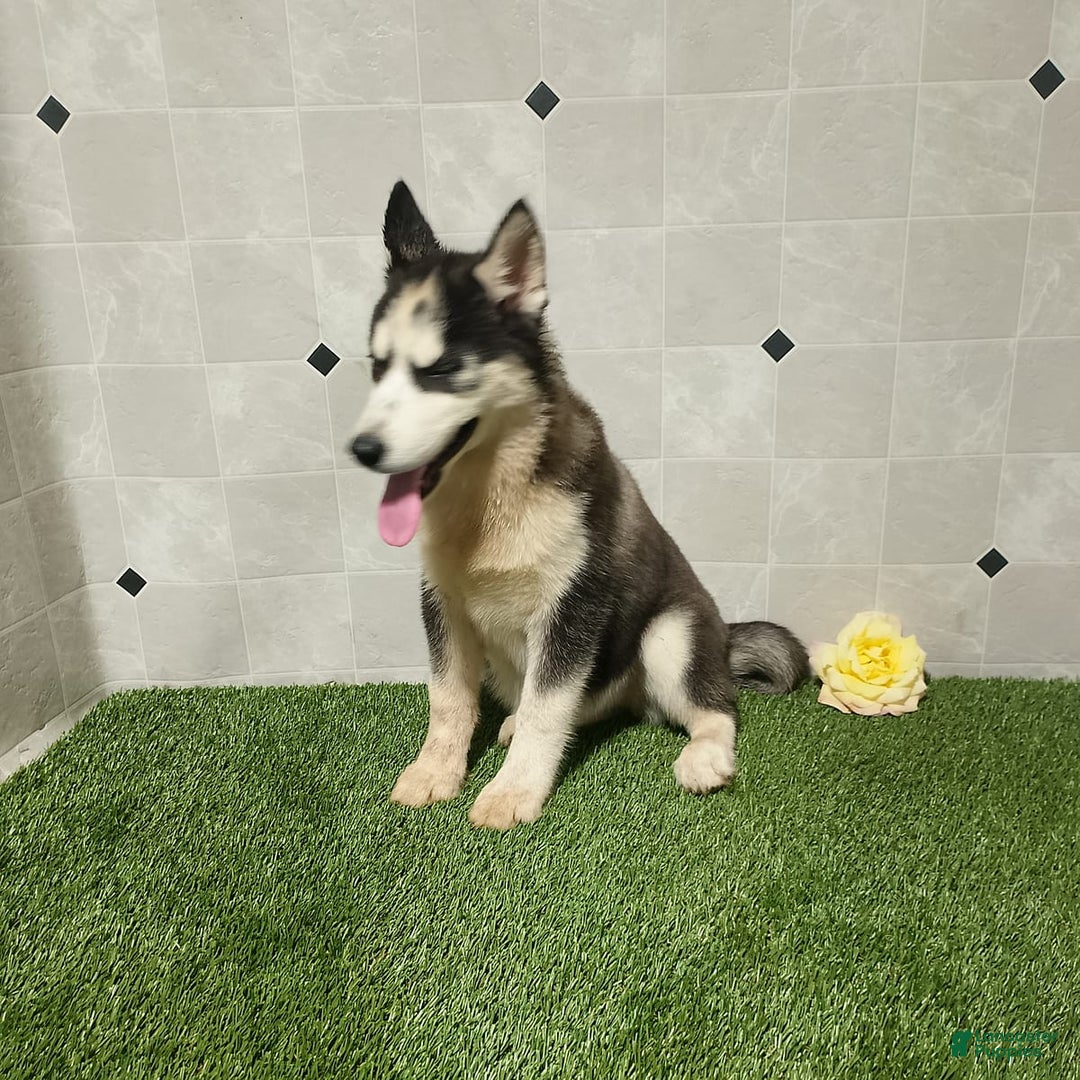Siberian Husky dogs for sale: Babe - Image 8