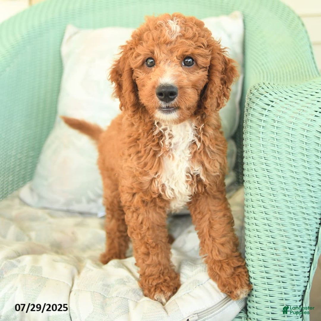 Cavapoo dogs for sale: Frito - Image 10