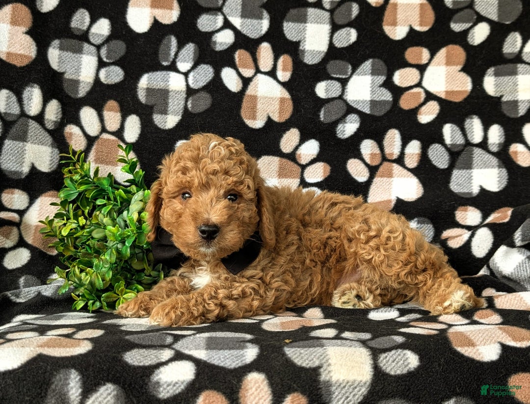 Mini Goldendoodle dogs for sale: Hank Hypoallergenic - Image 5