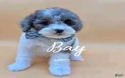 Miniature Poodle dogs for sale: Bay - Image 5