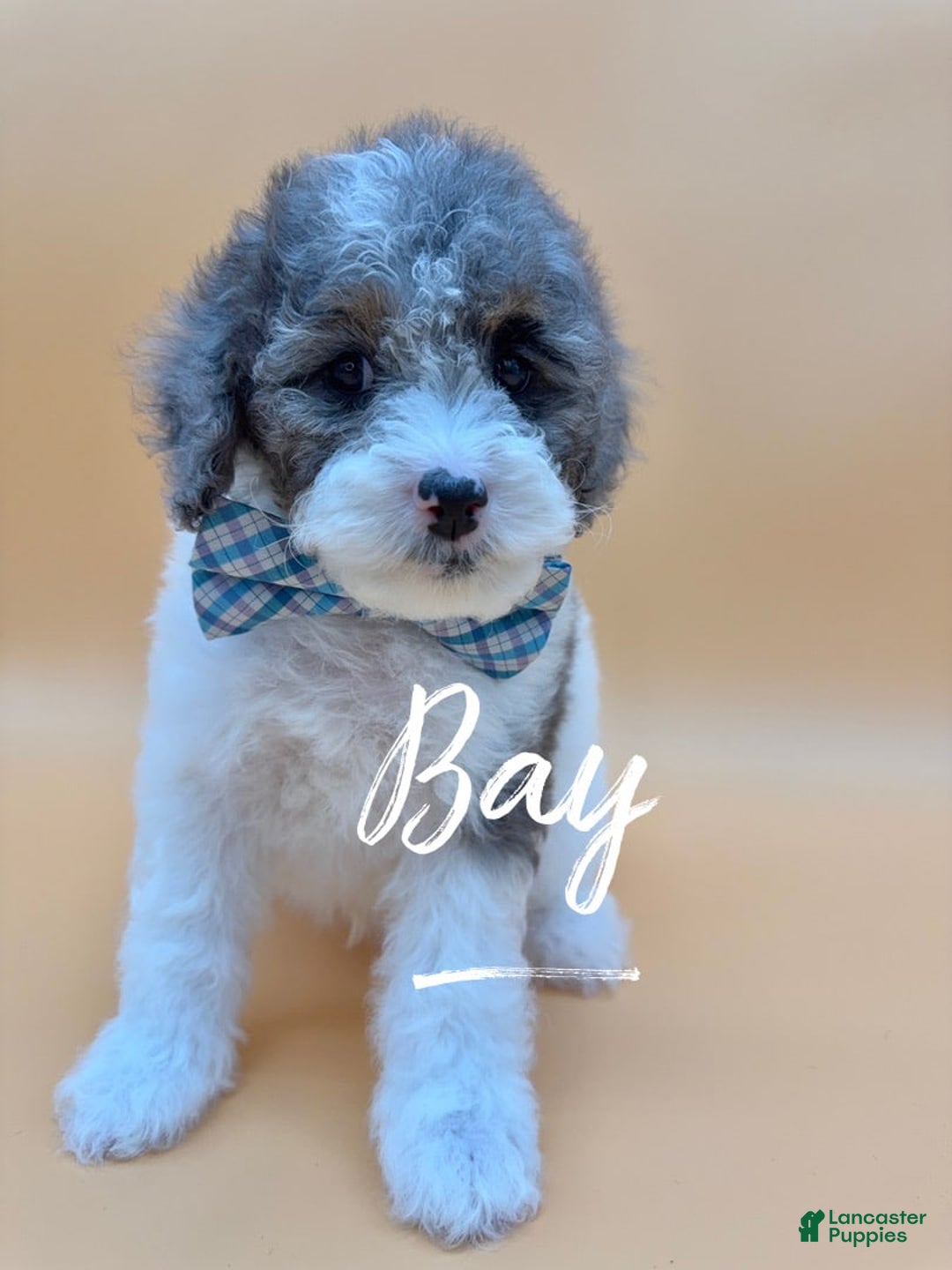 Miniature Poodle dogs for sale: Bay - Image 5