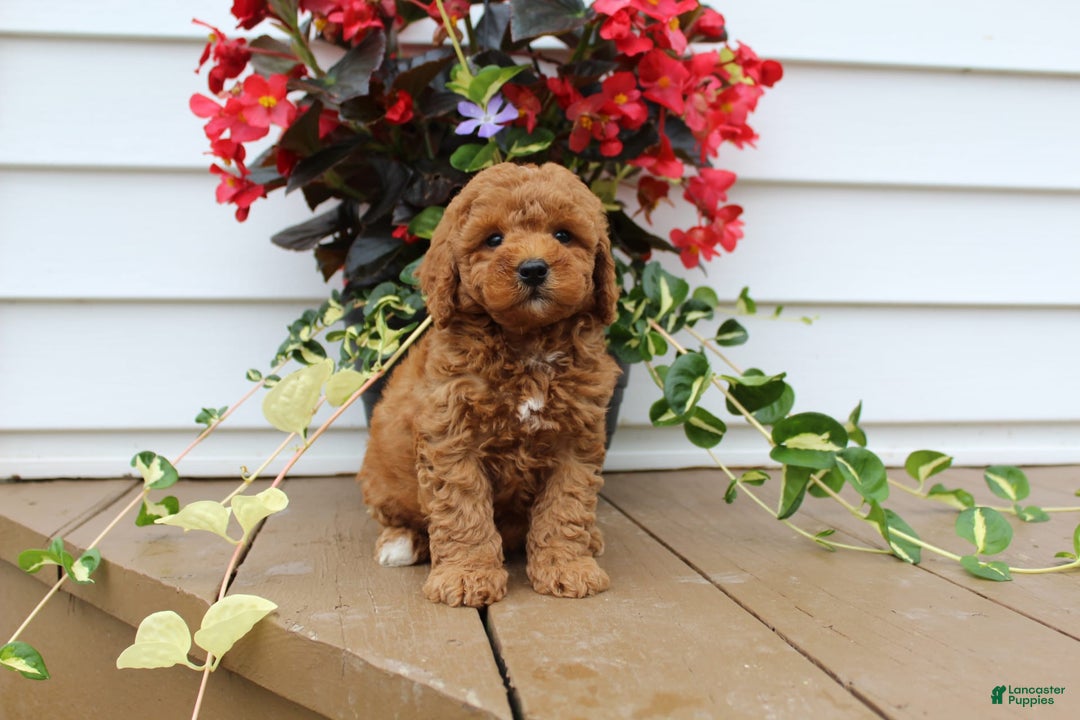 Mini Goldendoodle dogs for sale: Kody - Image 8