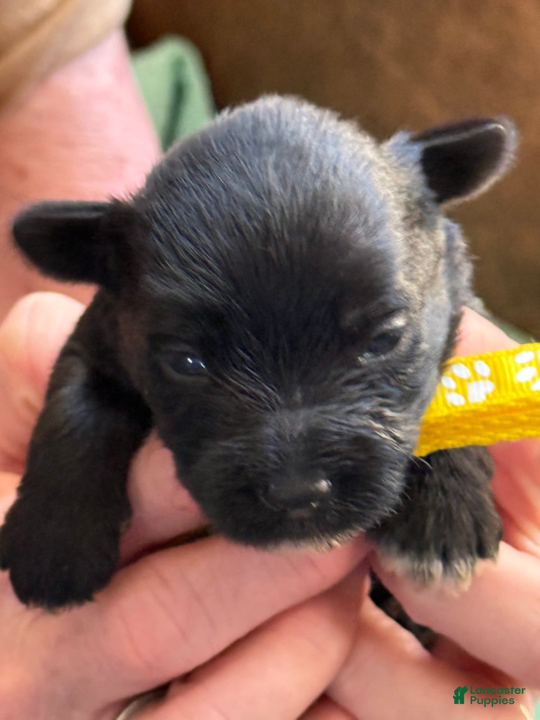 Miniature Schnauzer dogs for sale: Puppy3yellow - Image 3