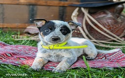 Australian Cattle Dog dogs for sale: Candy - Image 3
