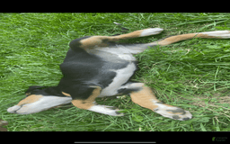 Greater Swiss Mountain Dog dogs for sale: Julep - Image 5